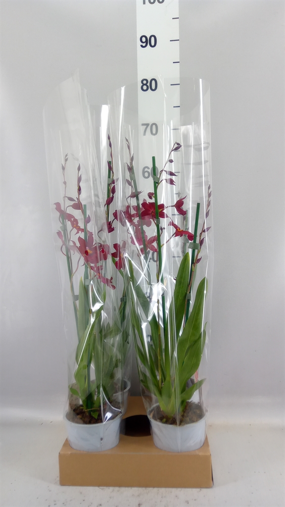 Burrageara Nelly Isler 12Ø 55cm
