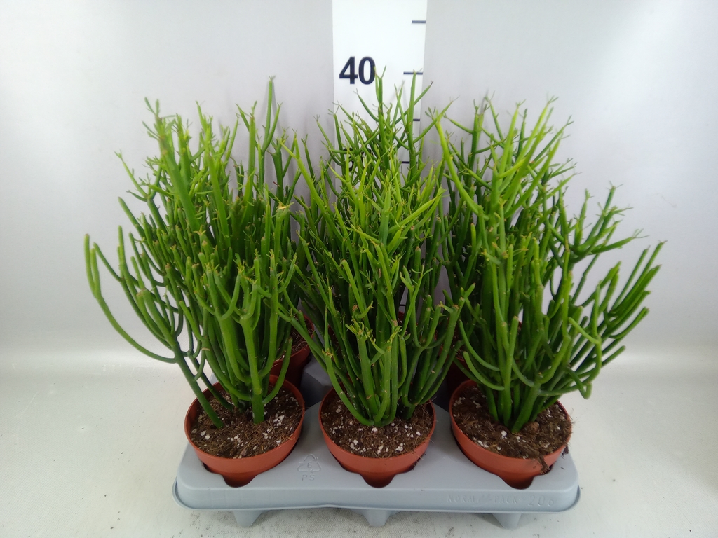 Euphorbia Tirucalli 12Ø 40cm