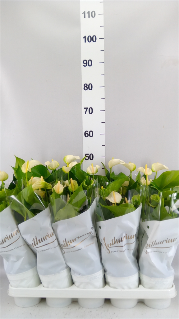 Anthurium White Champion 12Ø 40cm