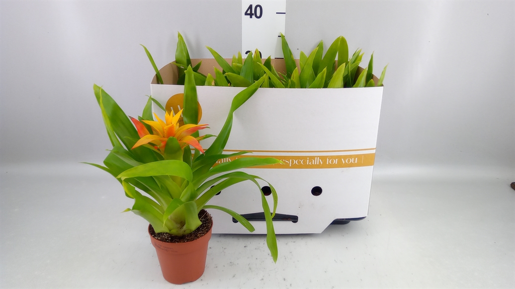 Guzmania Flava 10Ø 30cm