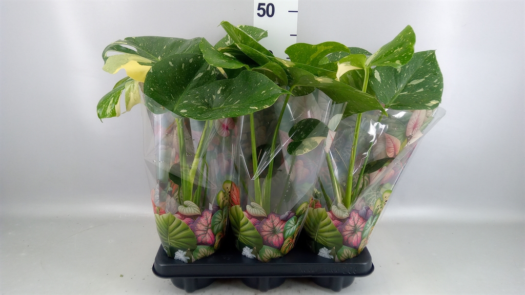 Monstera Deliciosa Thai Constellation 12Ø 50cm