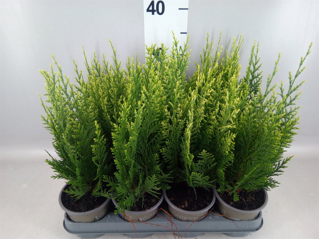 Chamaecyparis White Spot 11Ø 25cm