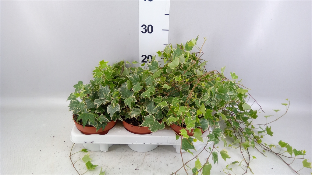 Hedera Helix White Ripple 13Ø 25cm
