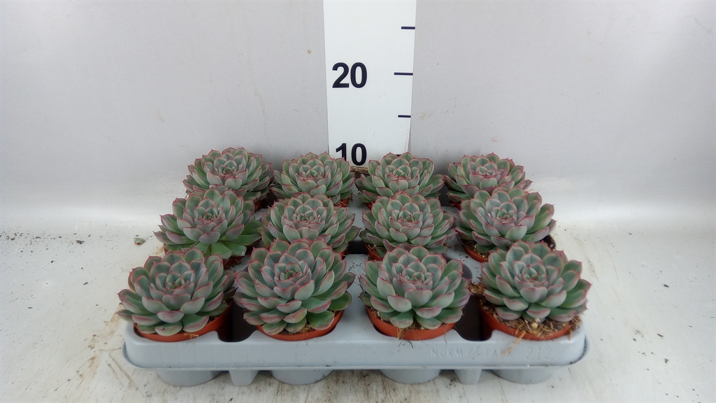 Echeveria Hercules 8Ø 10cm