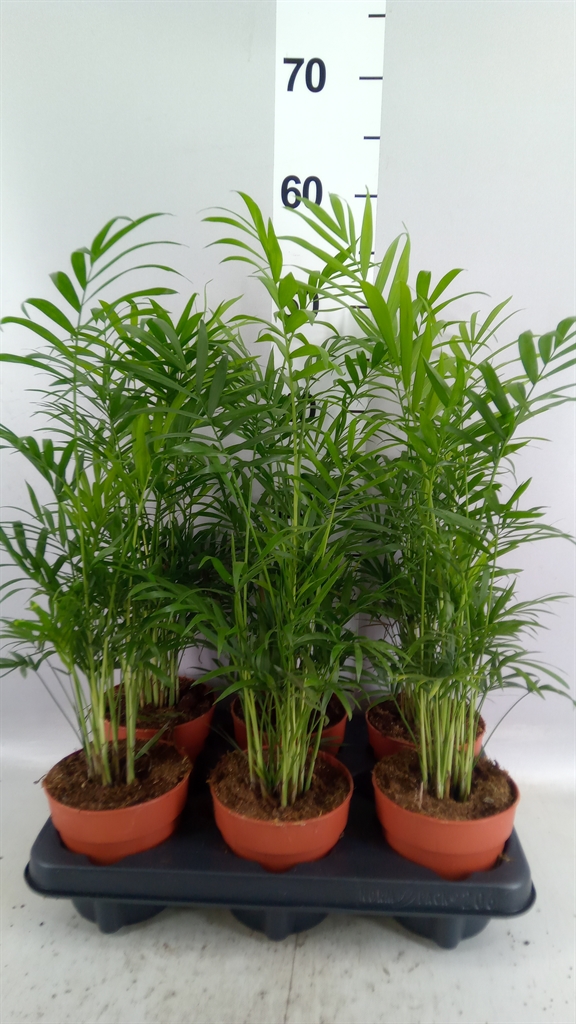 Chamaedorea Elegans 12Ø 42cm