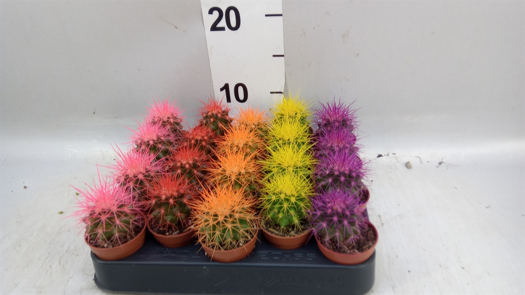 Echinocactus Grusoni 505Ø