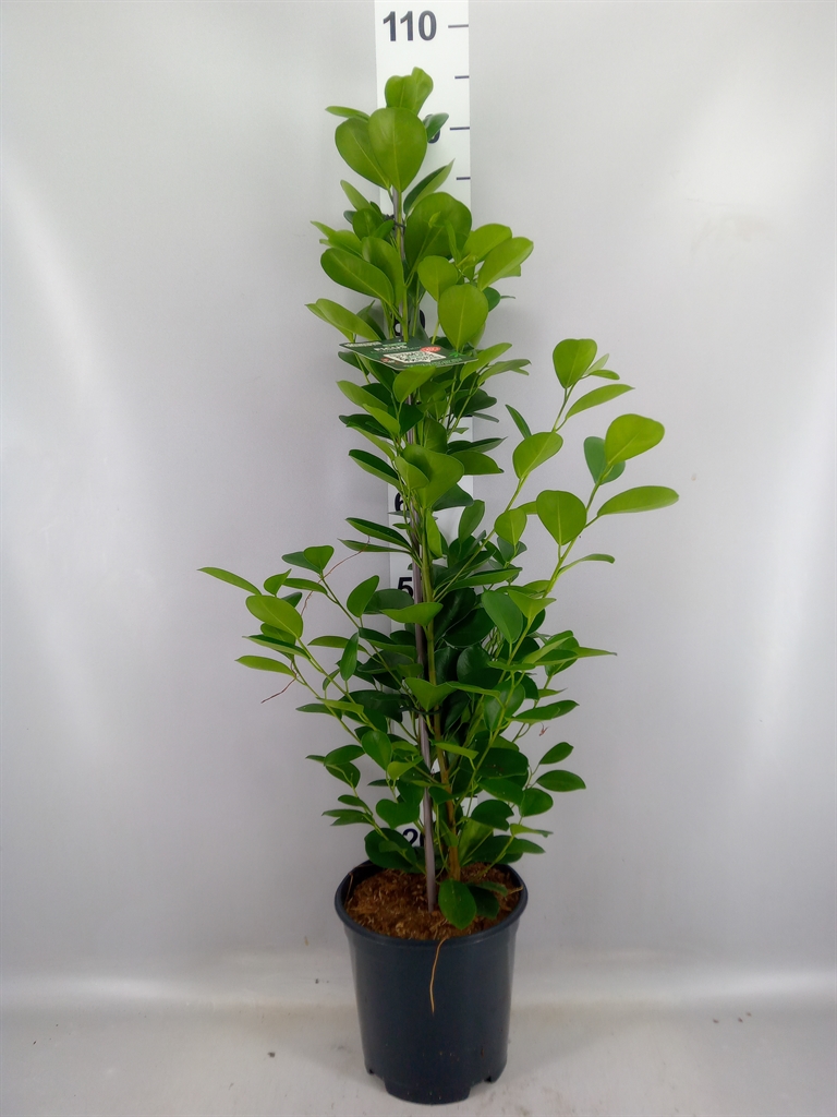 Ficus Microcarpa Moclame 21Ø 105cm