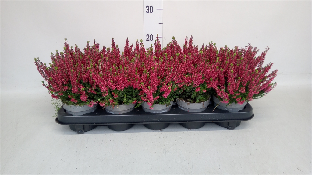 Calluna Vulgaris Beauty Ladies Sabella 11Ø 21cm