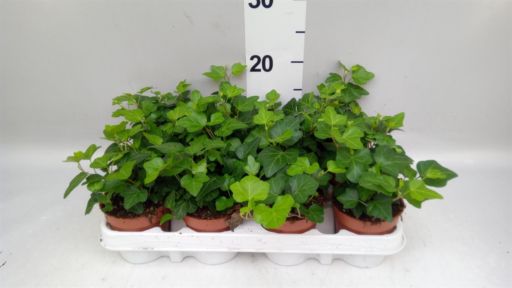 Hedera Helix Wonder 9Ø 5cm