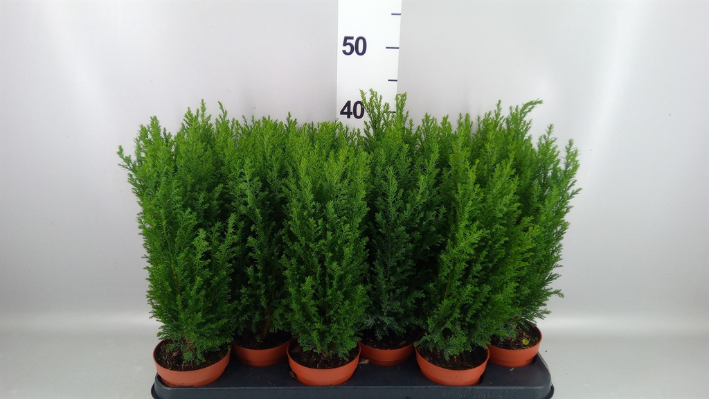 Chamaecyparis Ellwoodii 11Ø 40cm