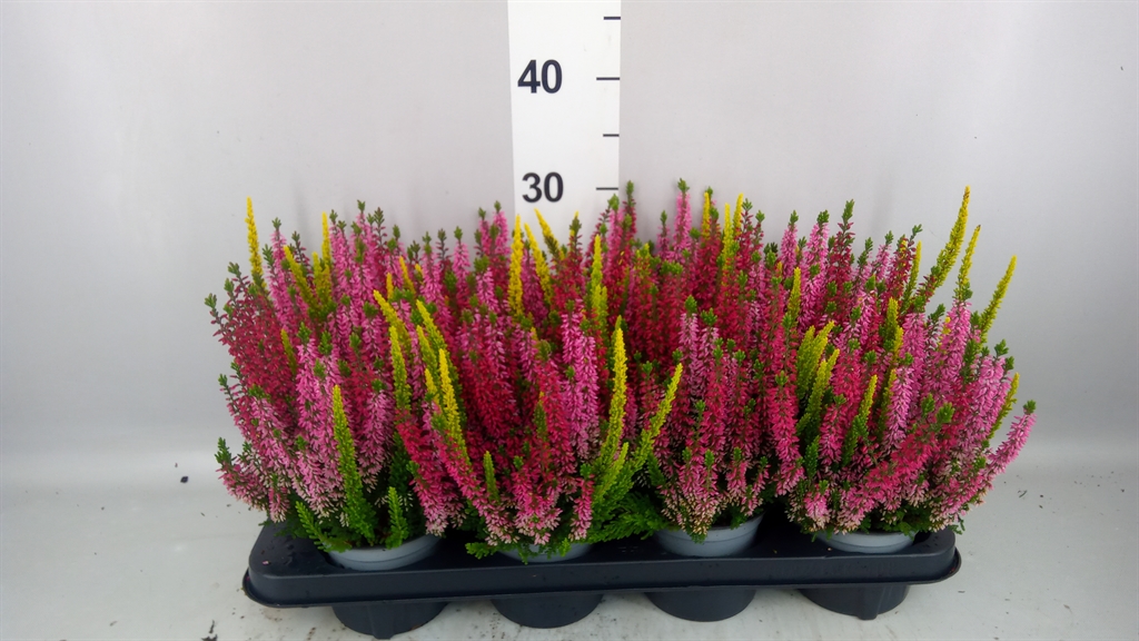 Calluna Beauty Ladies Mix In Pot 3 Colours 12Ø 17cm