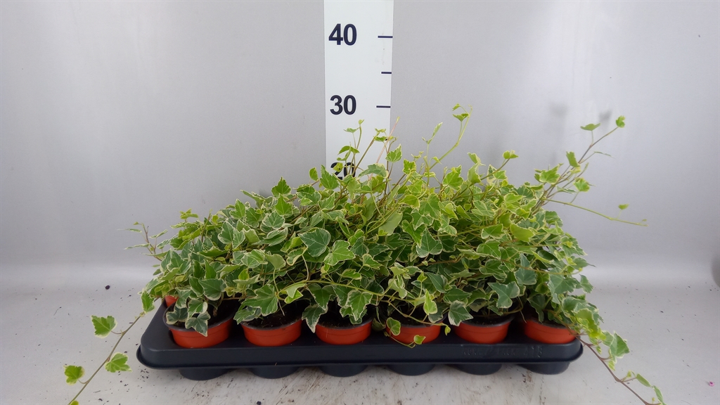 Hedera Helix White Wonder 9Ø 15cm