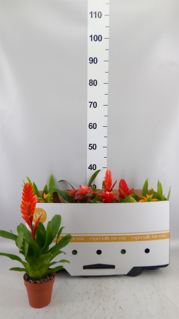 Bromelia Mix 10Ø 25cm