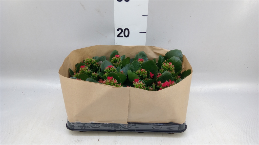 Kalan Blossfeld Ov 6Ø 10cm