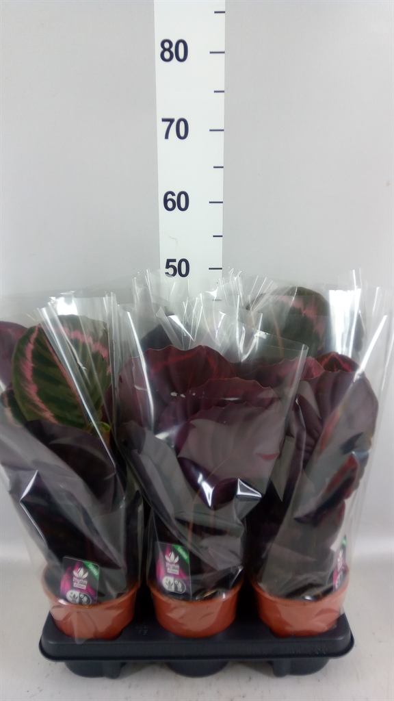 Calathea Surprisestar 14Ø 45cm