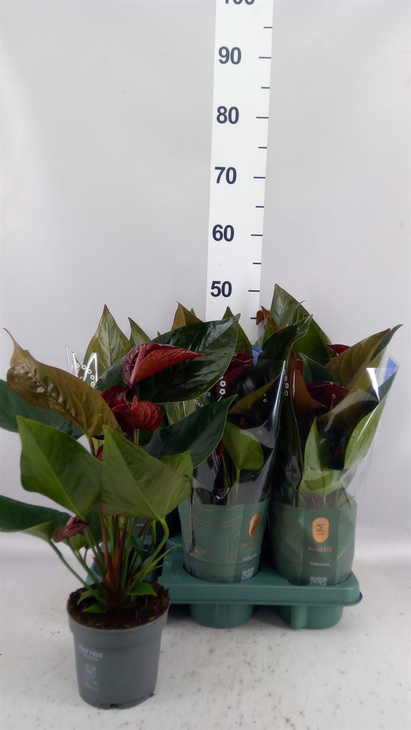 Anthurium Essencia 12Ø 35cm