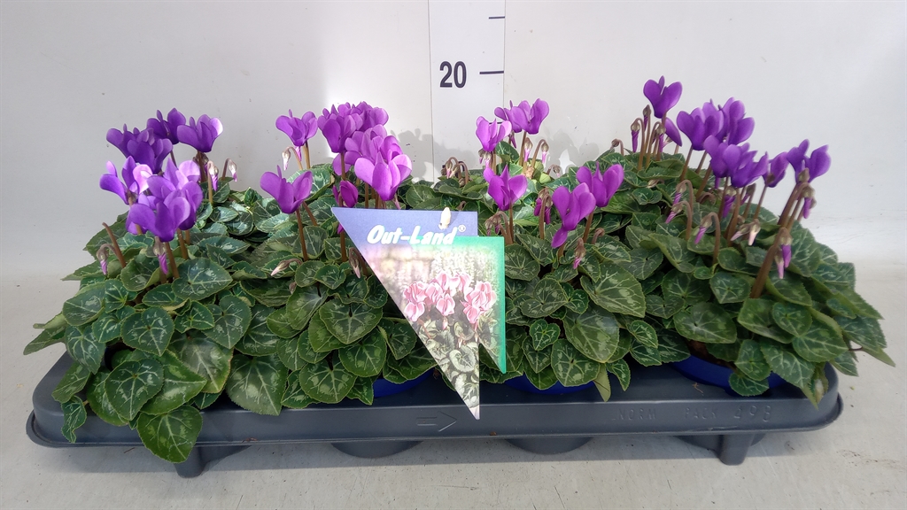 Cyclamen Persicum Ssdblue001 11Ø 17cm