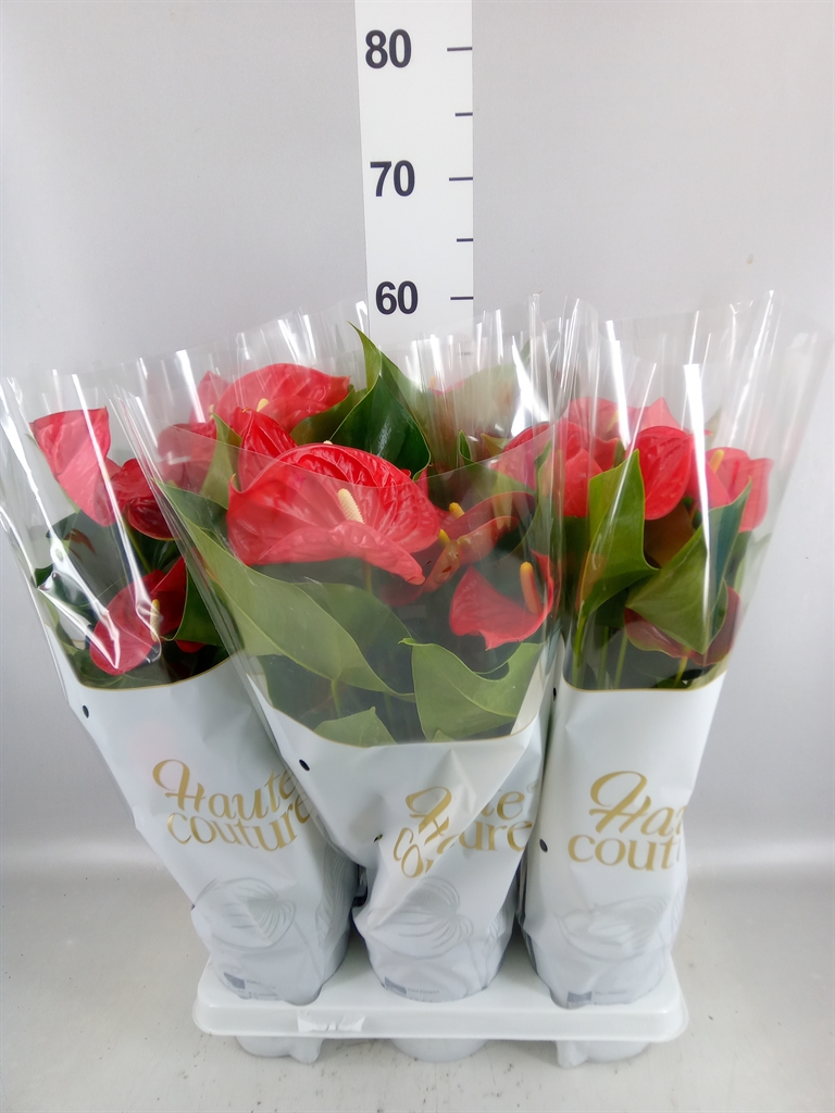 Anthurium Casparo 14Ø 50cm