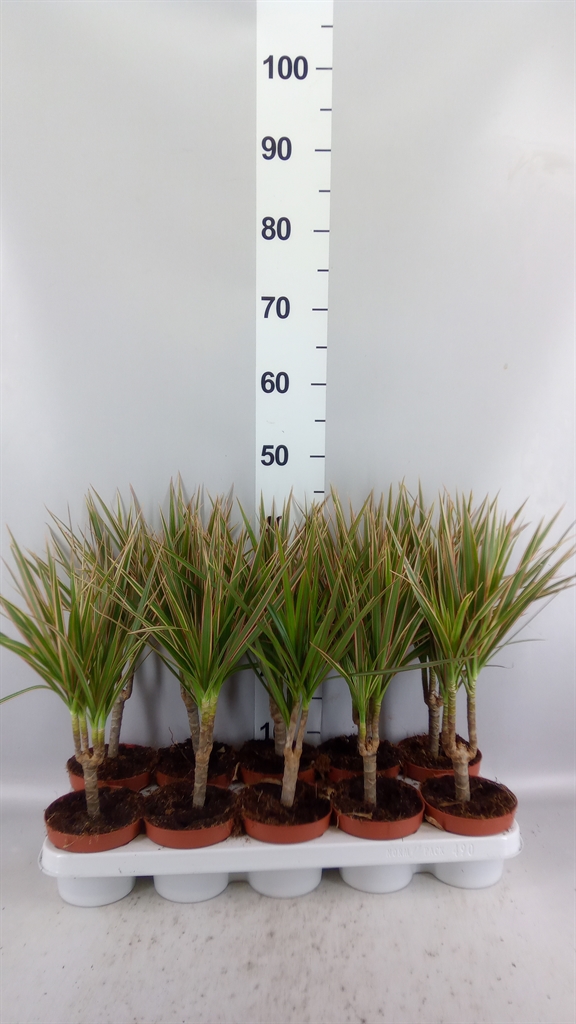 Dracaena Bicolor 12Ø 40cm