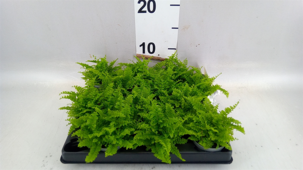 Nephrolepis Duffii 6Ø 17cm