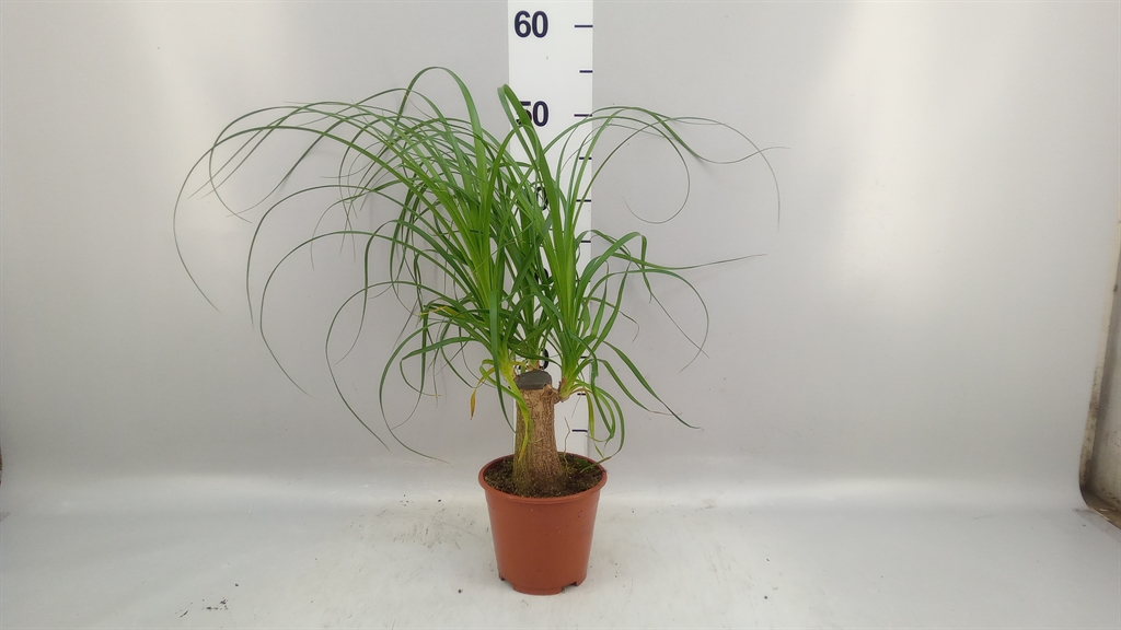 Beaucarnea Recurvata 14Ø 40cm