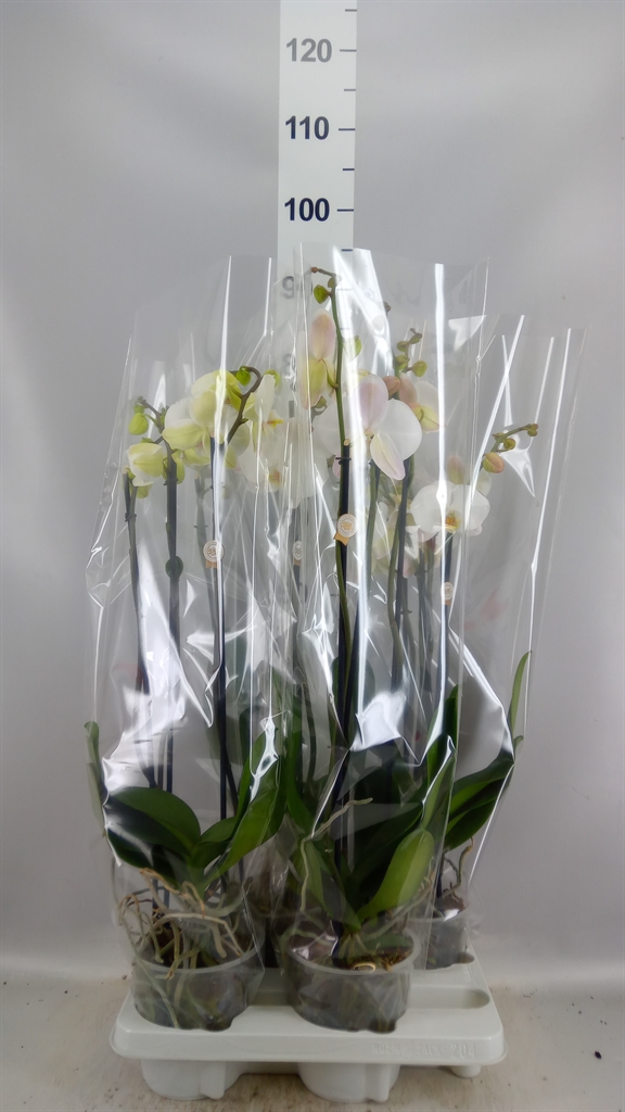 Phalaenopsis White 2 Stem 15Ø 80cm