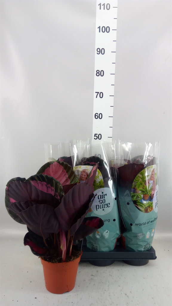 Calathea Crimson 14Ø 35cm