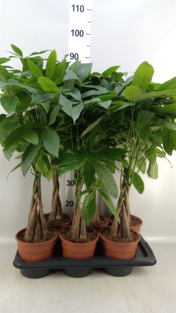Pachira Aquatica 17Ø 65cm