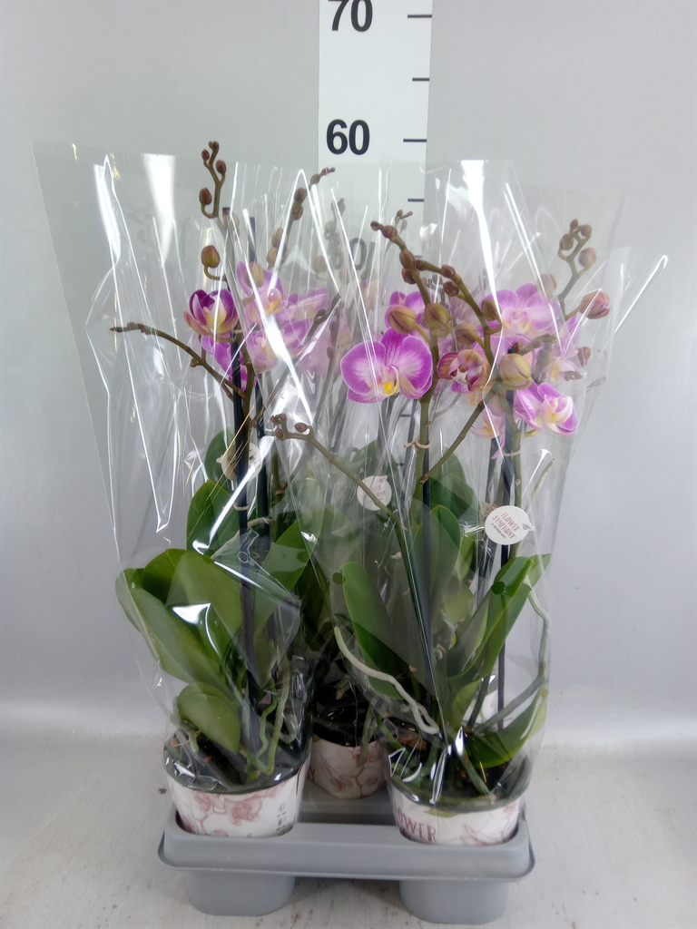 Phalaenopsis Sunca Pula 12Ø 45cm 2st