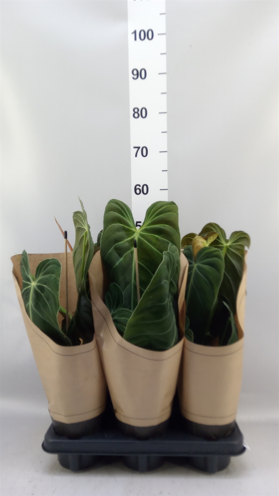 Philodendron Melanochrysum 12Ø 45cm
