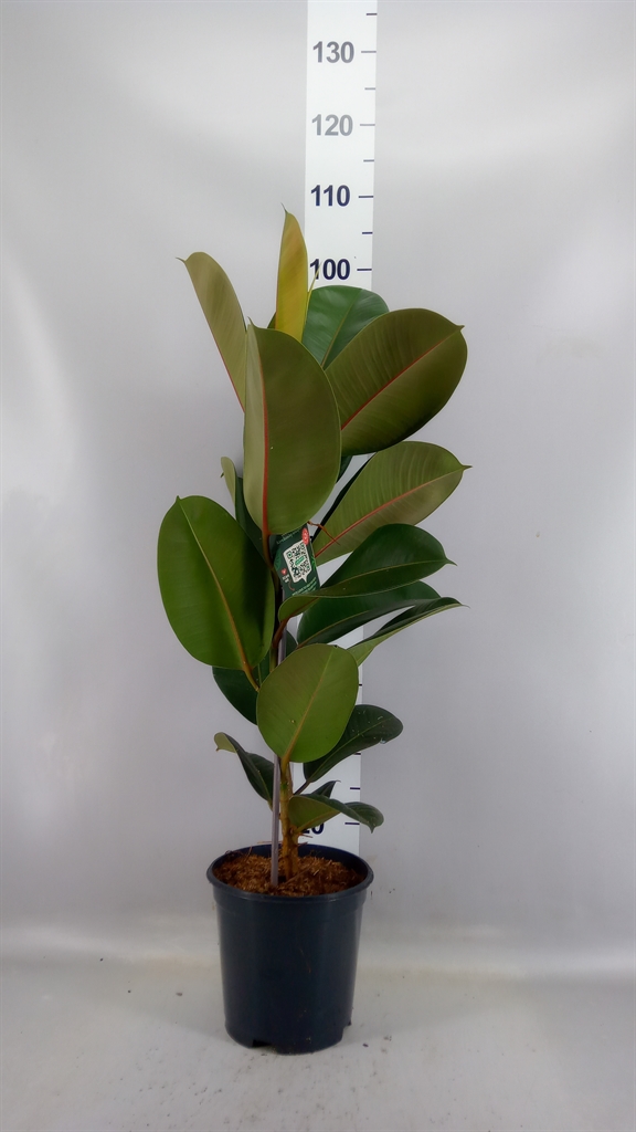 Ficus Robusta 21Ø 100cm