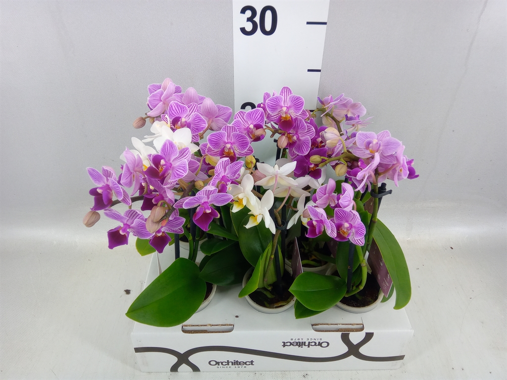 Phalaenopsis Mini 6Ø 17cm 2st