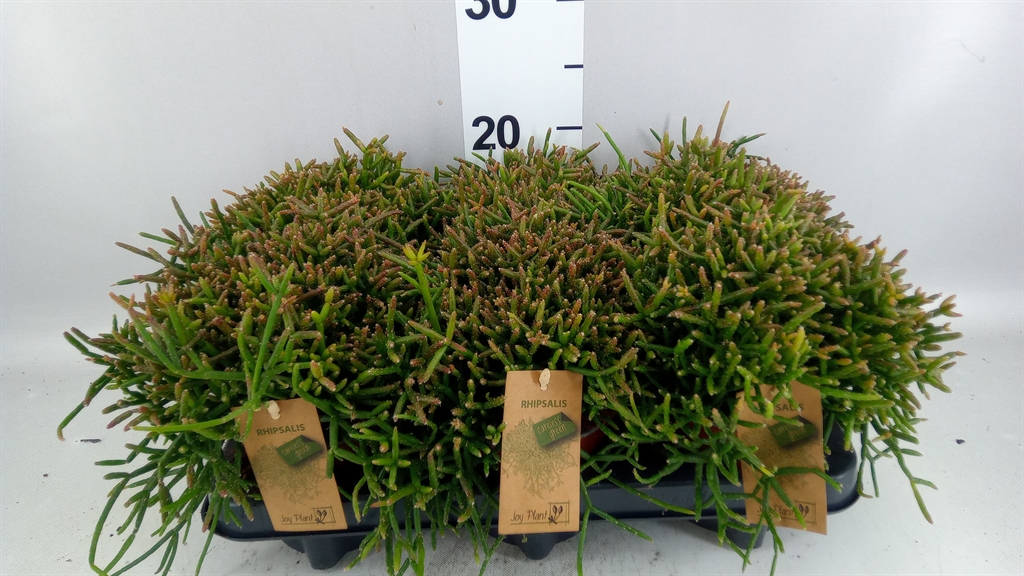 Rhipsalis Burchellii 12Ø 18cm