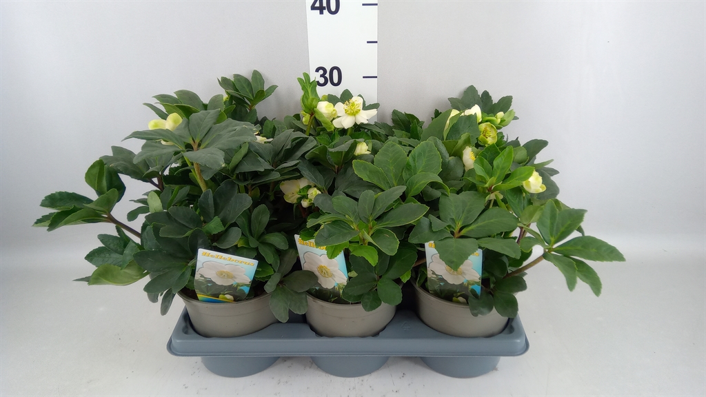 Helleborus Hgc Wintergold 14Ø 30cm