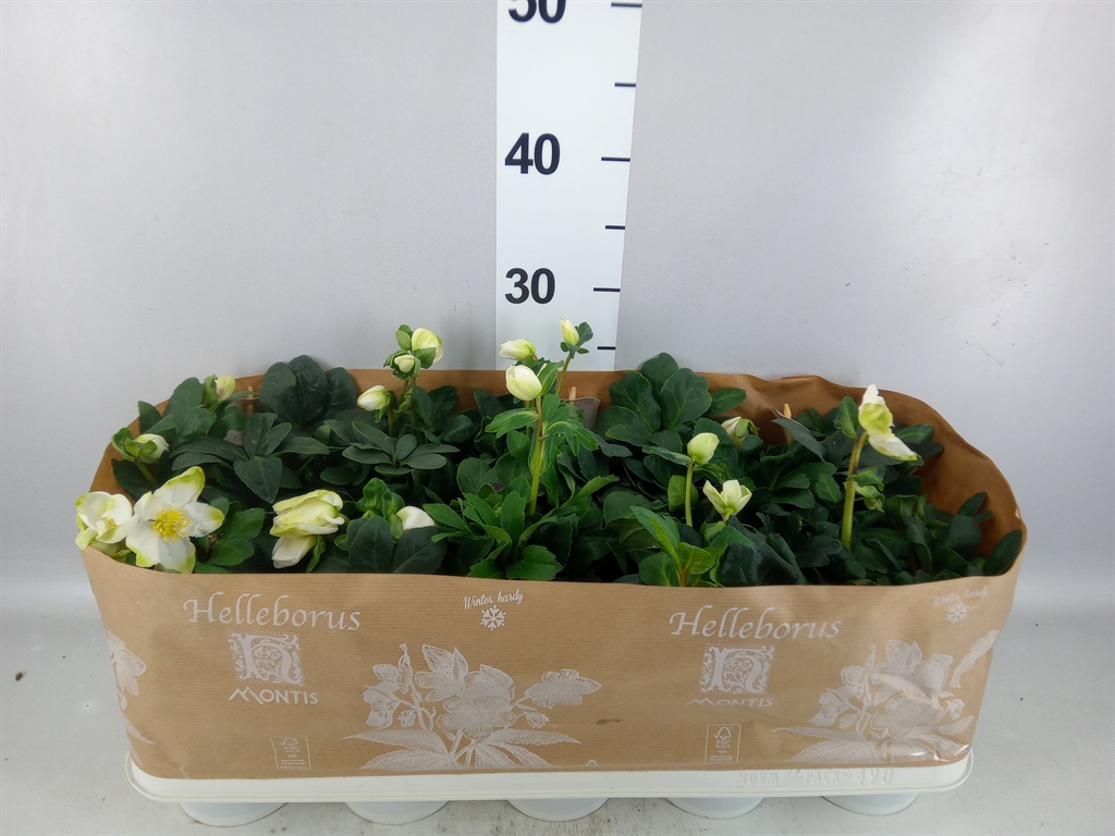 Helleborus Christmas Carol 12Ø 24cm