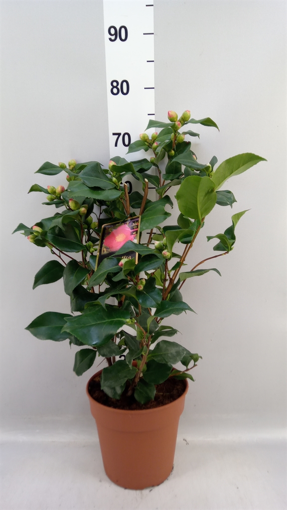 Camellia Japonica Dr King 21Ø 80cm
