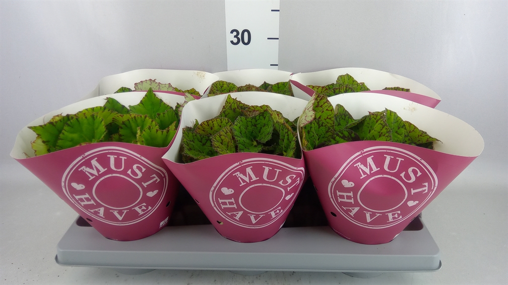 Begonia Leaf Rex Lime Fever 13Ø 25cm