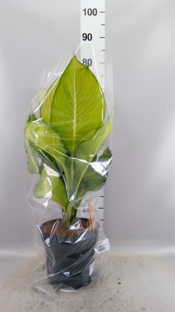 Dieff Overig 21Ø 60cm