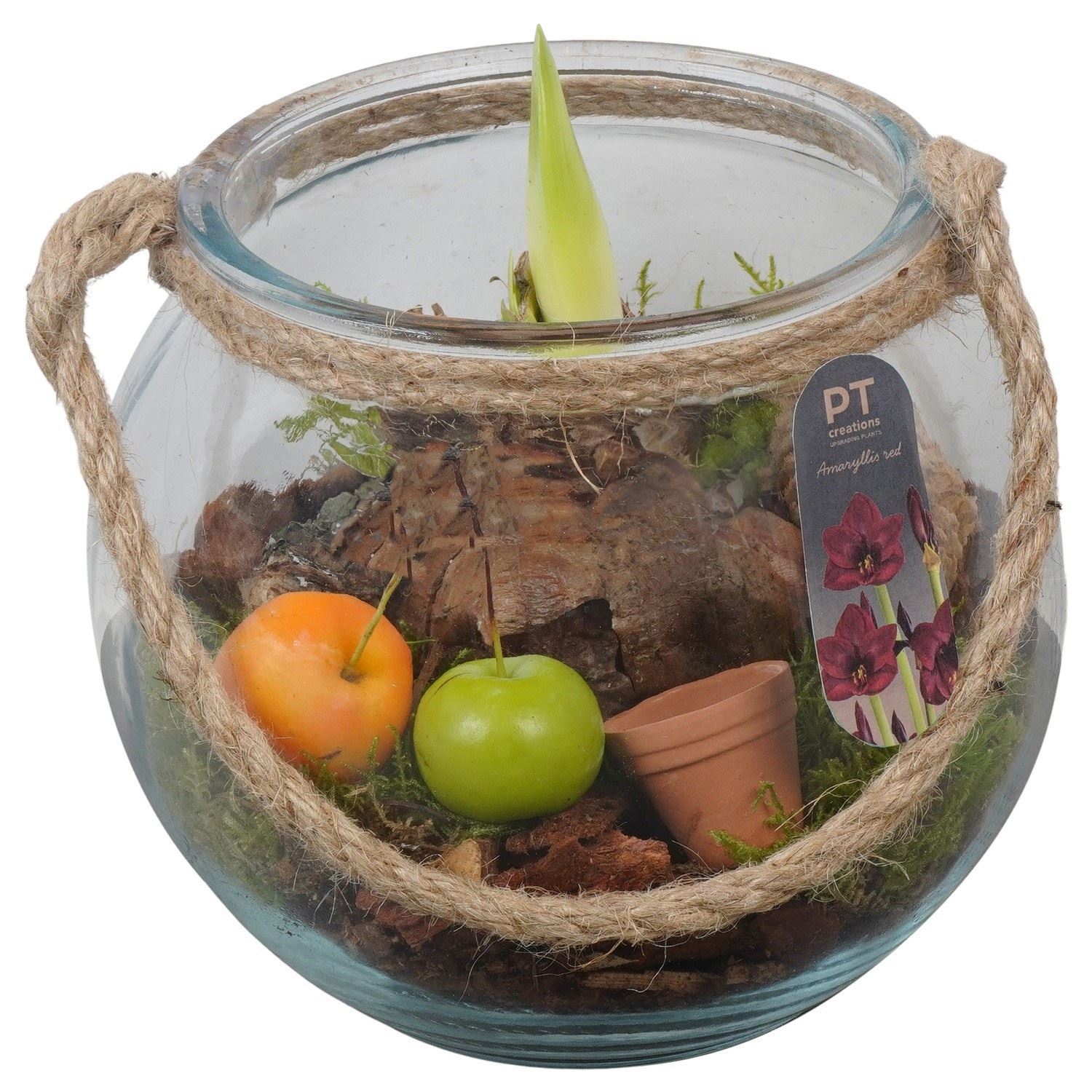 Arr Hippeastrum 18Ø
