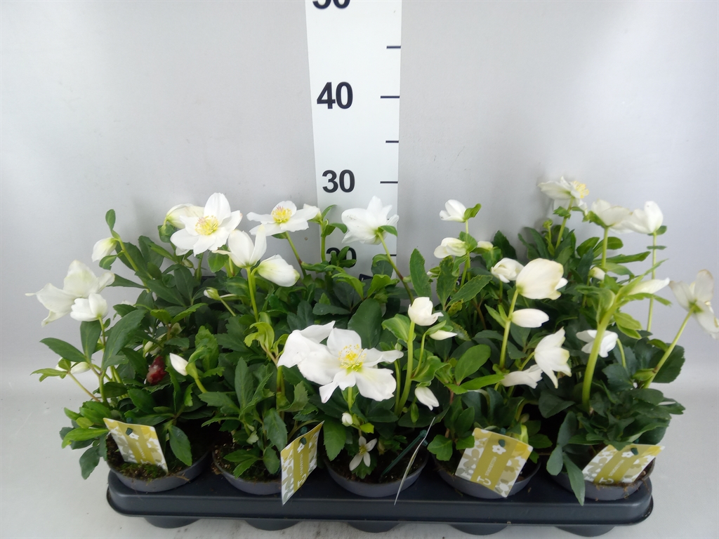 Helleborus Advent Star 12Ø 25cm