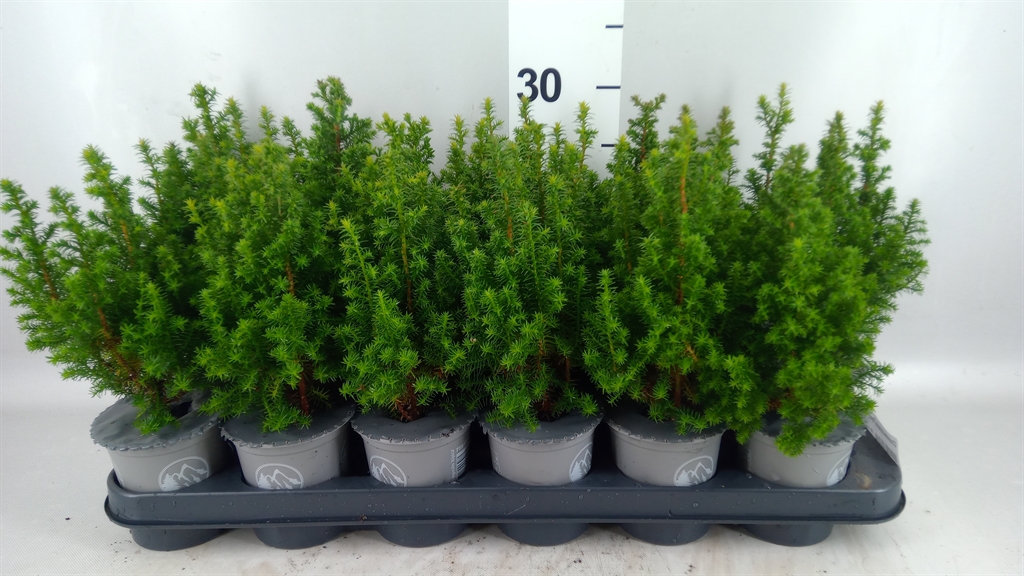 Chamaecyparis Alpica 9Ø 25cm