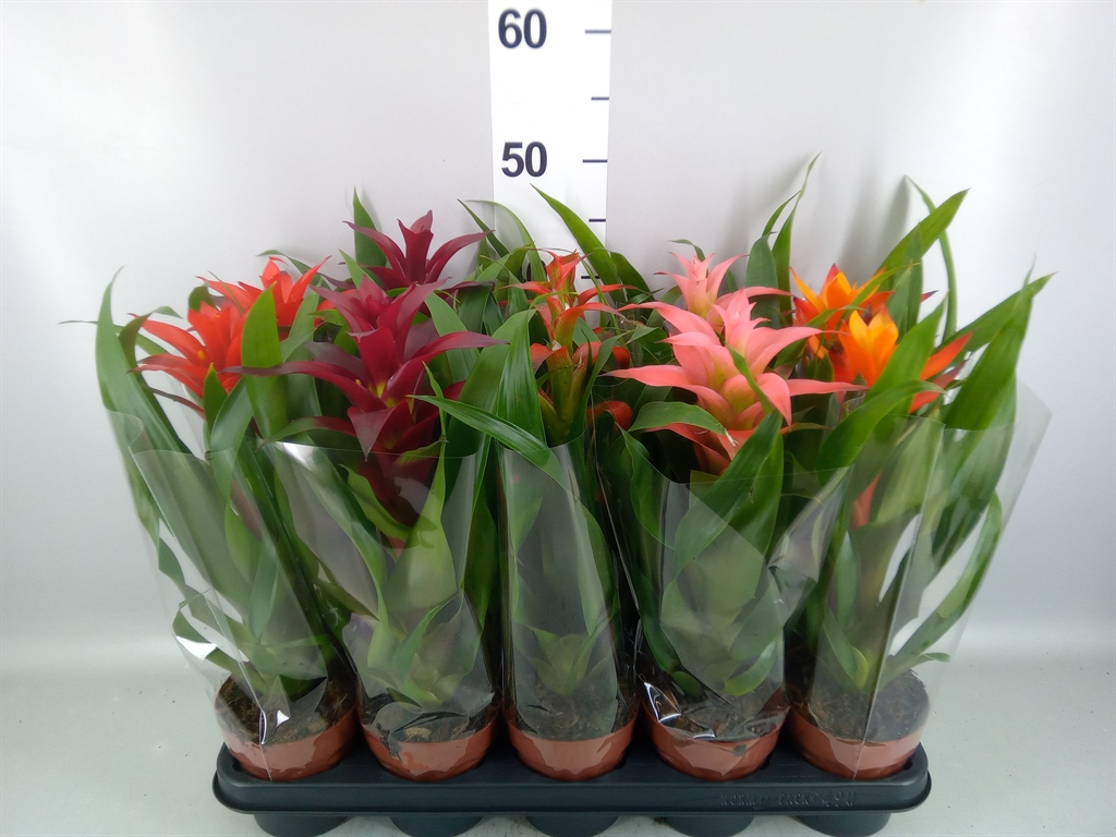 Guzmania Mix 12Ø 50cm