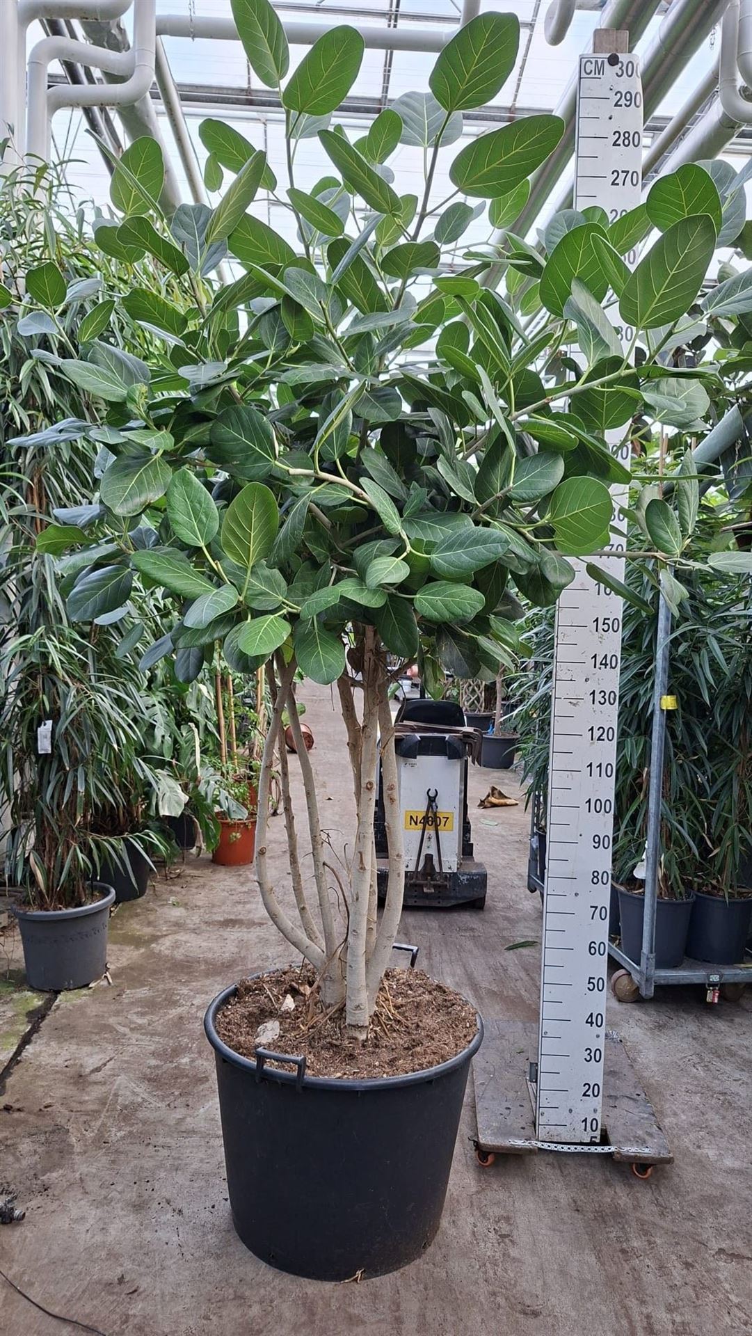 Fic Ov Benghal Audre 70Ø 260cm