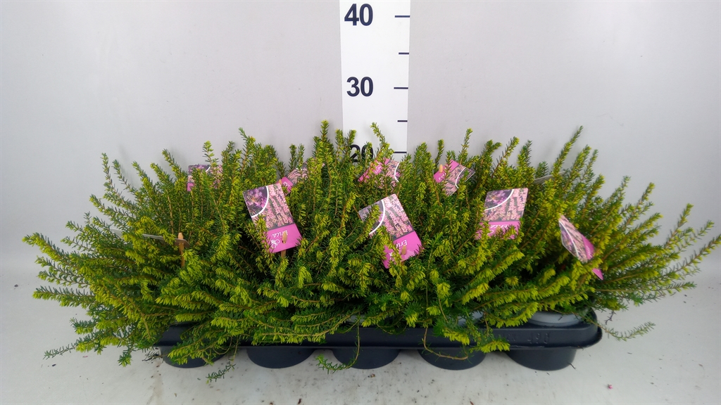 Erica Darleyensis Darley Dale 12Ø 20cm