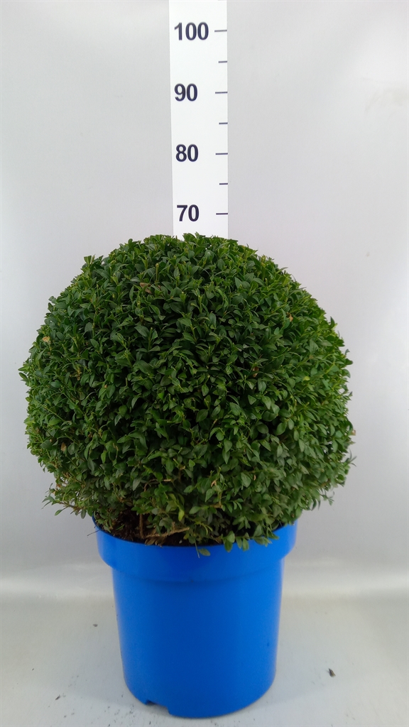 Buxus Sempervirens 30Ø 60cm