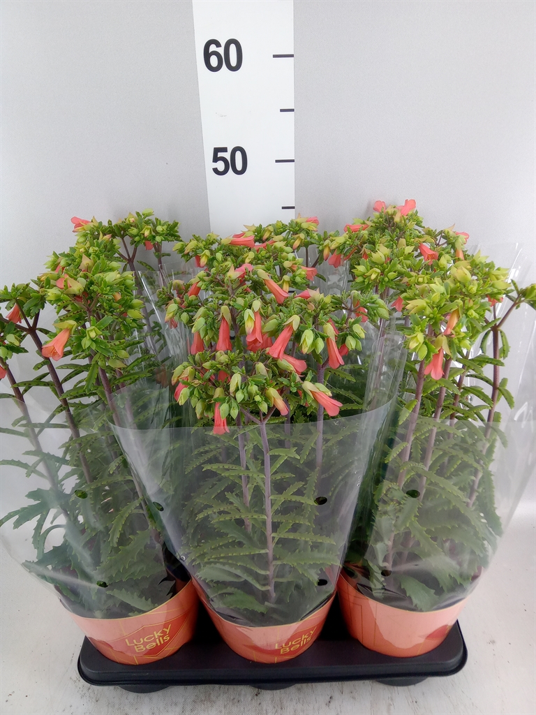 Kalanchoe Lucky Bells 14Ø 40cm