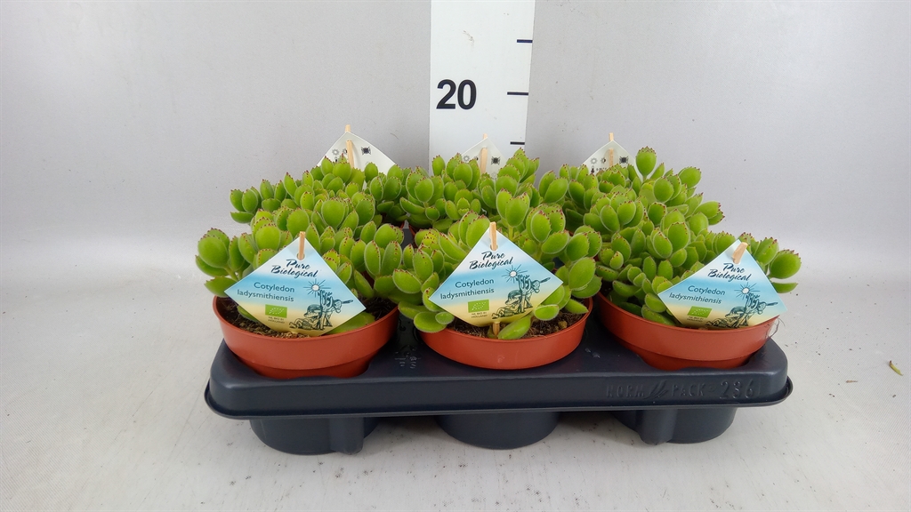 Cotyledon Ladysmithiensis 13Ø 15cm