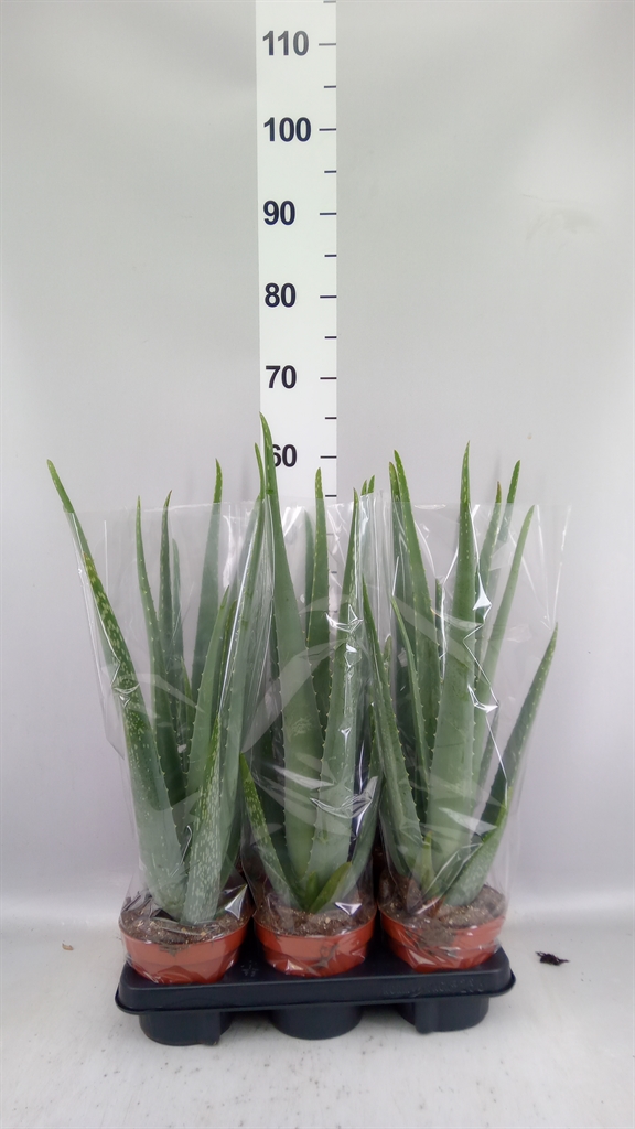 Aloe Vera 14Ø 55cm