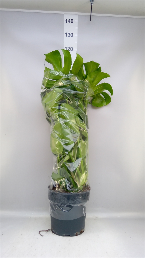 Monstera Deliciosa 27Ø 100cm