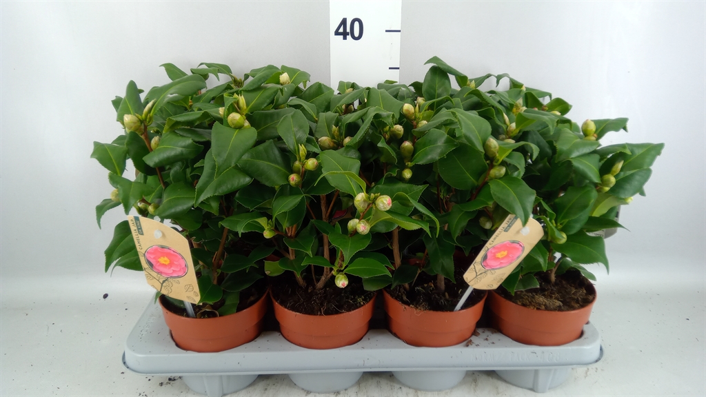 Camellia Japonica Dr King 13Ø 40cm